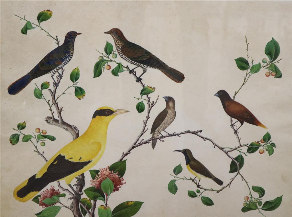 19th century Anglo Chinese School, gouache on paper, Study of Exotic birds on flowering branches, inscribed no.15, 46 x 57cm